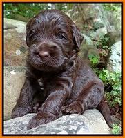 Tessa Beckham pups 3 wks old 171