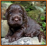 Tessa Beckham pups 3 wks old 191