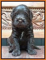 Tessa Beckham pups 4 wks old 171