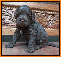 Tessa Beckham pups 4 wks old 181