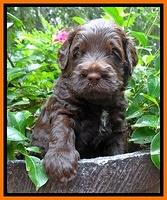 Tessa Beckham pups 4 wks old 191