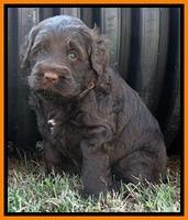 Tessa Beckham pups 5 wks old 281