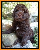 Tessa Beckham pups 8 wks old 71