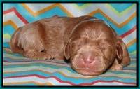 Tessa BEckham pups 1 wk old 211