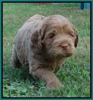 Tessa Beckham pups 5 wks old 311