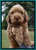 Tessa Beckham pups 6 wks old 161