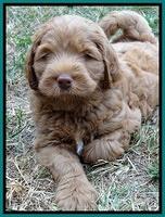 Tessa Beckham pups 7 wks old 3150
