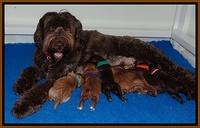 Group Puppy pictures