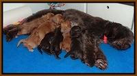 Tessa Beckham pups 3 wks old 1100