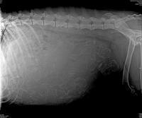 Tela preg xray day 58 preg 1