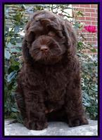 Individual puppy photo gallery