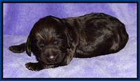 Tela Champ pups 1 wk old 51