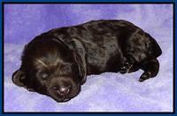 Tela Champ pups 1 wk old 61