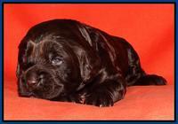Tela Champ pups 2 wks old 31