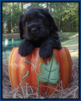 Tela Champ pups 4 wks old 101