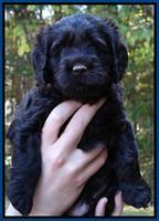 Tela Champ pups 5 wks old 11