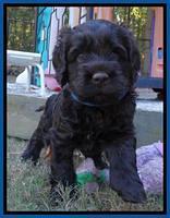 Tela Champ pups 5 wks old 51