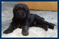 Tela Champ pups 7 wks old 11