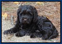 Tela Champ pups 7 wks old 31