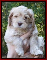 Tela Champ pups 5 wks old 101