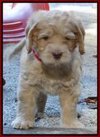 Tela Champ pups 5 wks old 81