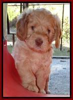 Tela Champ pups 5 wks old 91