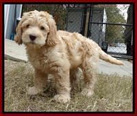Tela Champ pups 7 wks old 81