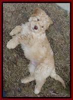 Tela Champ pups 7 wks old 91
