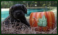Tela Champ pups 4 wks old 181