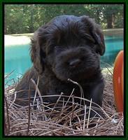 Tela Champ pups 4 wks old 201