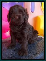 Tela Champ pups 5 wks old 251