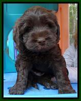 Tela and Champ pups 6 wks old 71