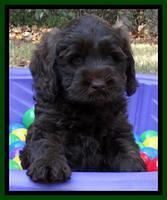 Tela and Champ pups 6 wks old 81