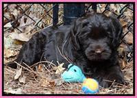 Tela Champ pups 7 wks old 231