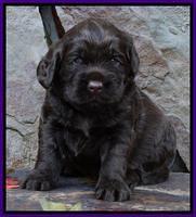 Tela Champ pups 3 wks old 151