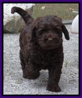 Tela Champ pups 7 wks old 31
