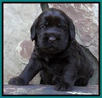 Tela Champ pups 3 wks old 201