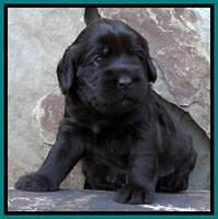 Tela Champ pups 3 wks old 211