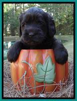 Tela Champ pups 4 wks old 311