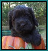 Tela Champ pups 4 wks old 331