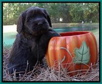 Tela Champ pups 4 wks old 341