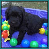 Tela and Champ pups 6 wks old 181