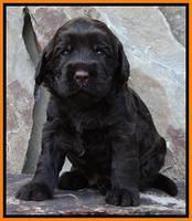 Tela Champ pups 3 wks old 171