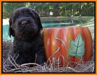 Tela Champ pups 4 wks old 301