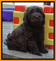 Tela Champ pups 7 wks old 111