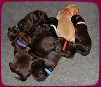 Tela Champ pups 1 wk old 11