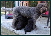 Tela Champ pups 5 wks old 1500