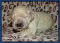 Bess Zephyr pups 1 wk old 11