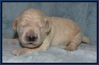 Bess Zephyr pups 1 wk old 31
