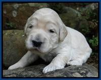 Bess Zephyr pups 2 wks old 21